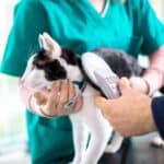 Katze bekommt einen Mikrochip (depositphotos.com)