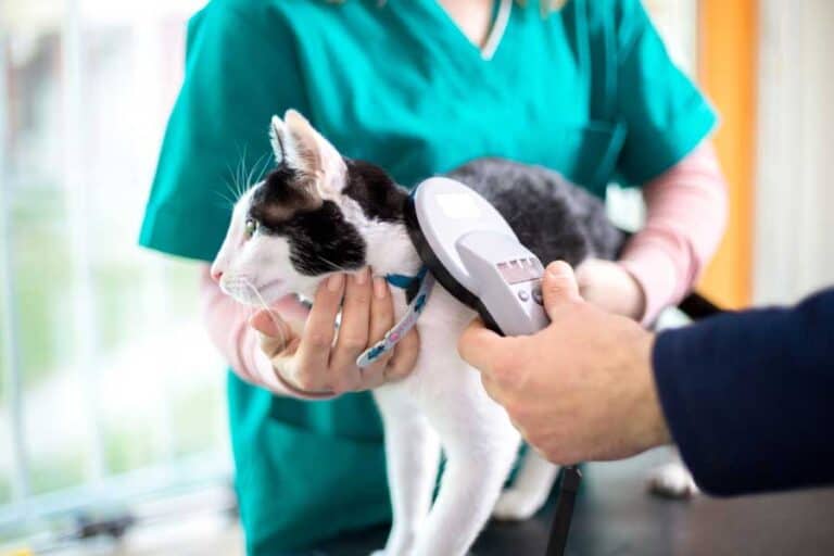 Katze bekommt einen Mikrochip (depositphotos.com)