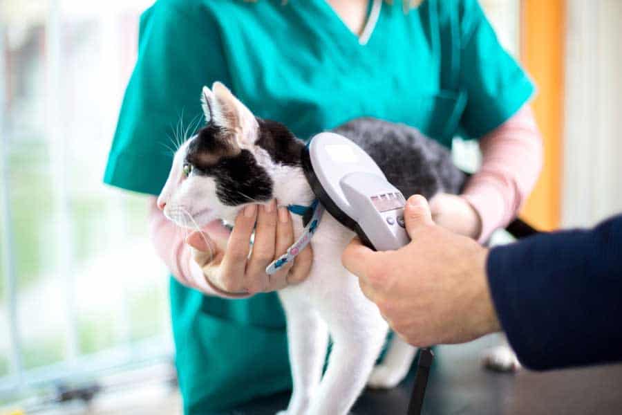 Katze bekommt einen Mikrochip (depositphotos.com)