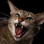 Katze-faucht (depositphotos.com)