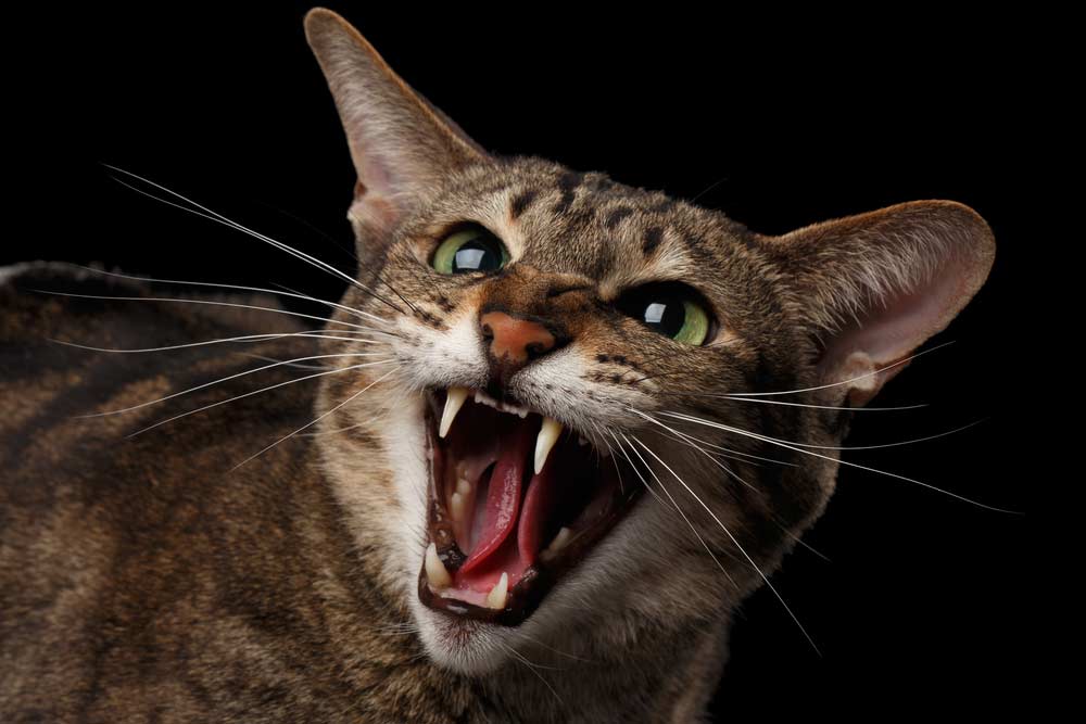 Katze-faucht (depositphotos.com)