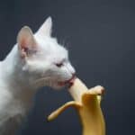 Katze isst Banane (depositphotos.com)