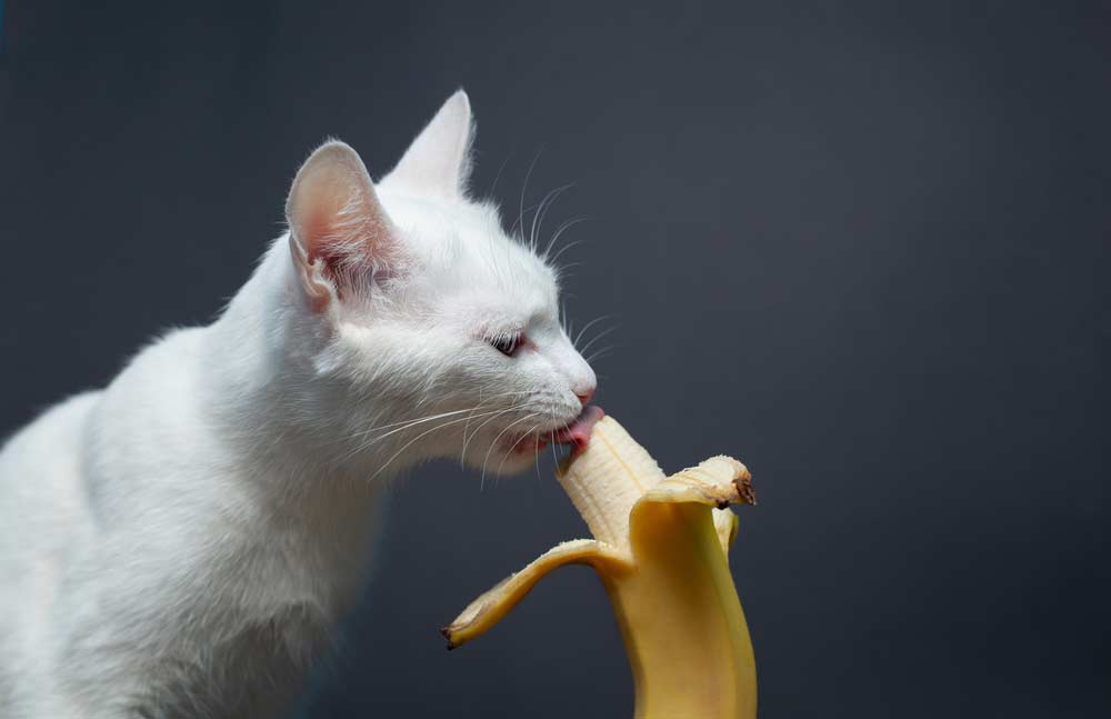 Katze isst Banane (depositphotos.com)