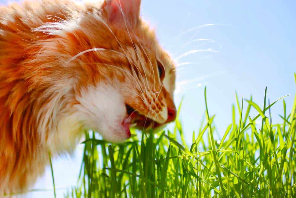 Katze frisst Gras (depositphotos.com)