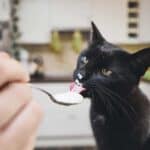 Katze frisst Joghurt (depositphotos.com)