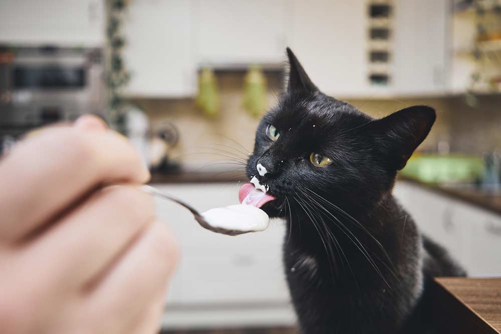 Katze frisst Joghurt (depositphotos.com)