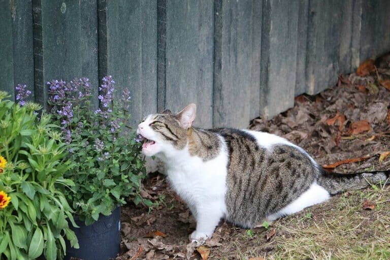 Katze frisst Katzenminze (depositphotos.com)