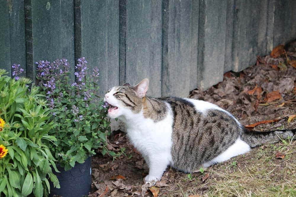 Katze frisst Katzenminze (depositphotos.com)