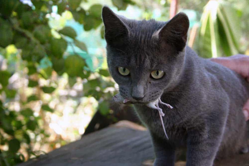 Katze frisst Maus (depositphotos.com)