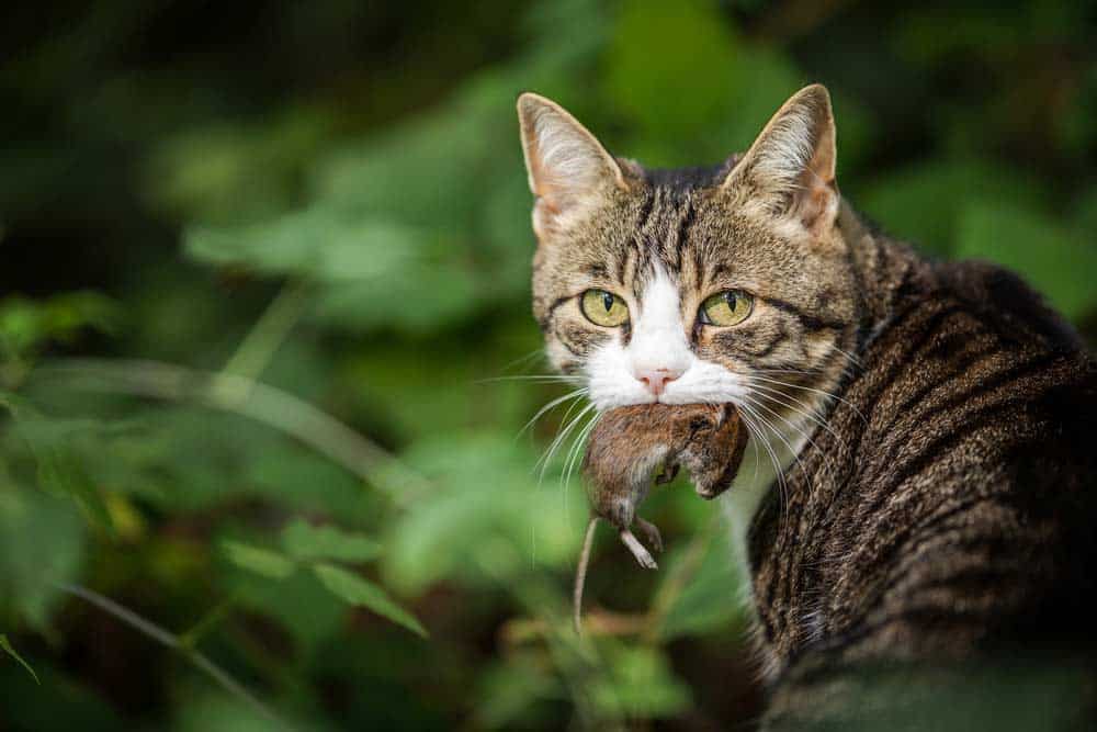 Katzen fressen Mäuse in der Natur (depositphotos.com)