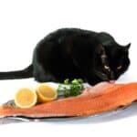 Katze frisst geräucherten Lachs (depositphotos.com)