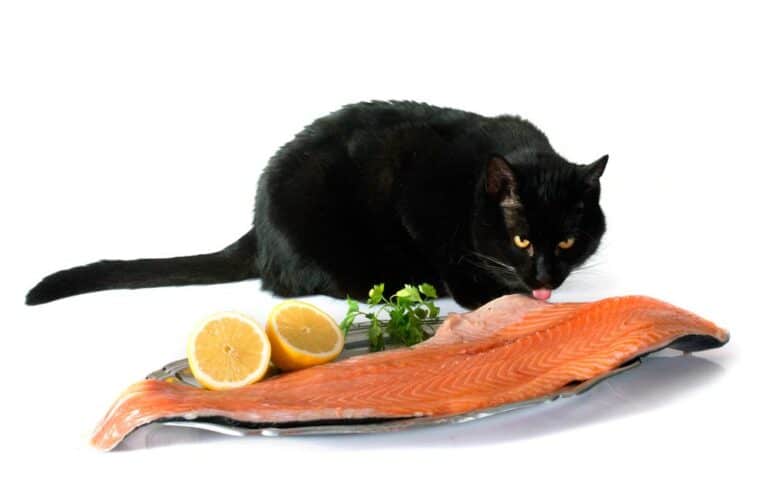 Katze frisst geräucherten Lachs (depositphotos.com)