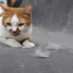 Katze haart (depositphotos.com)