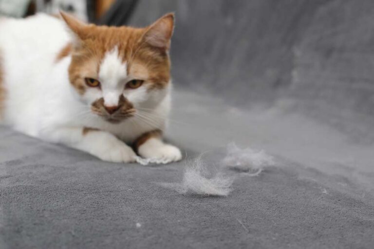 Katze haart (depositphotos.com)