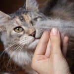 Katze haart - hier die Main-Coon (depositphotos.com)