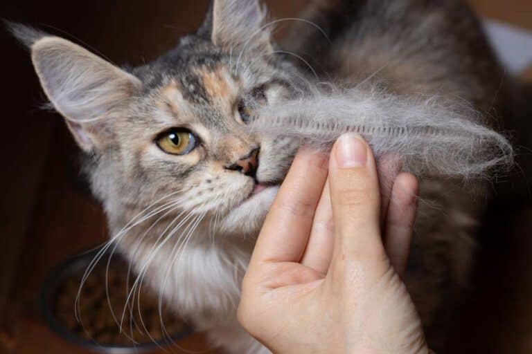 Katze haart - hier die Main-Coon (depositphotos.com)