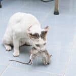 Katze hat eine Ratte gefangen (depositphotos.com)