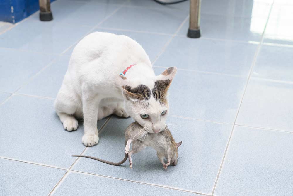 Katze hat eine Ratte gefangen (depositphotos.com)
