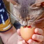 Katze isst ein rohes Ei (depositphotos.com)
