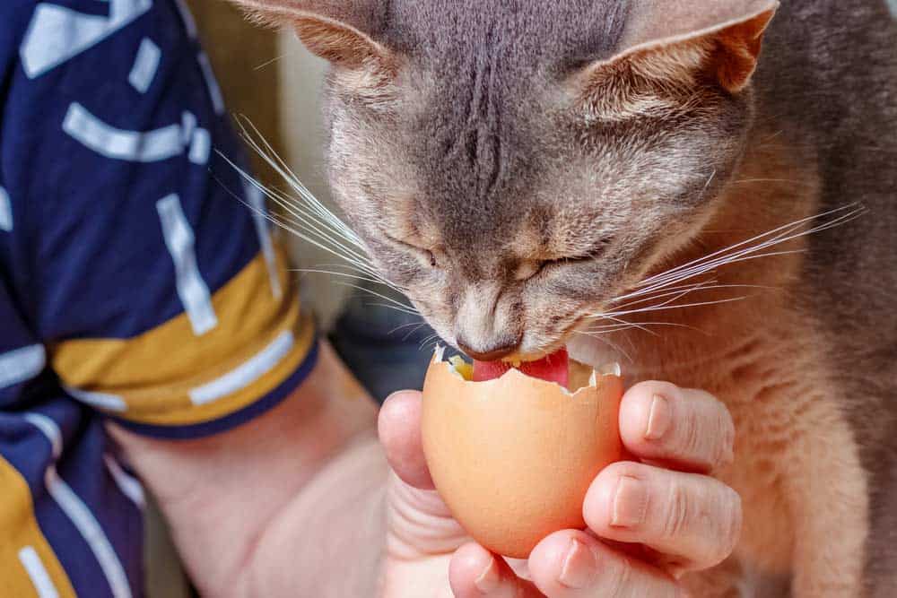 Katze isst ein rohes Ei (depositphotos.com)