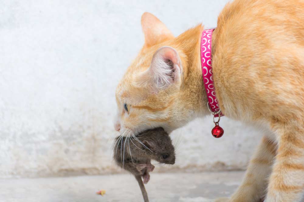Dürfen Katzen Ratten fressen - Katze hat Ratte gefangen (depositphotos.com)