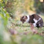 Katze kotzt im Garten (depositphotos.com)
