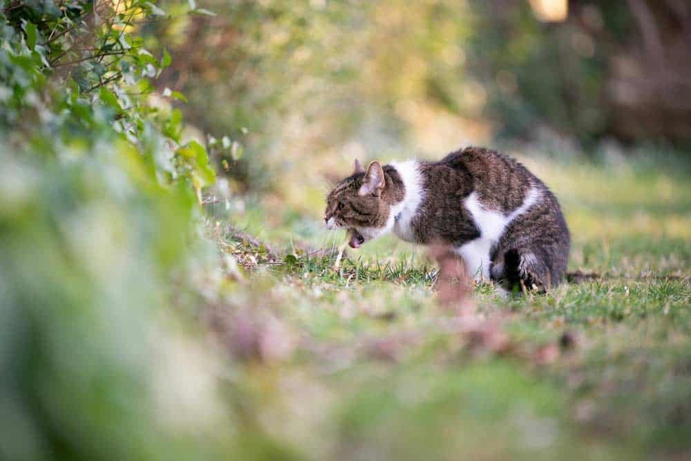 Katze kotzt im Garten (depositphotos.com)