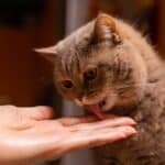 Katze leckt Mensch (depositphotos.com)