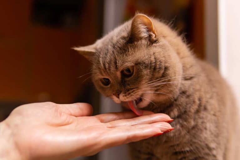 Katze leckt Mensch (depositphotos.com)