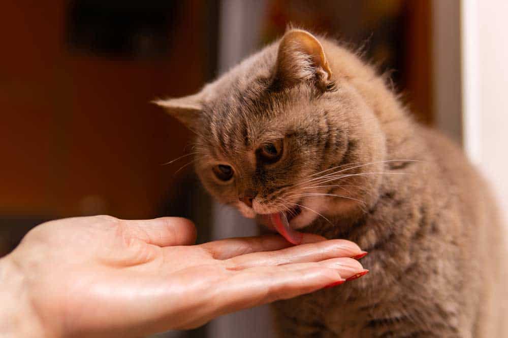 Katze leckt Mensch (depositphotos.com)