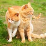 Zwei Katzen, die sich mögen (depositphotos.com)