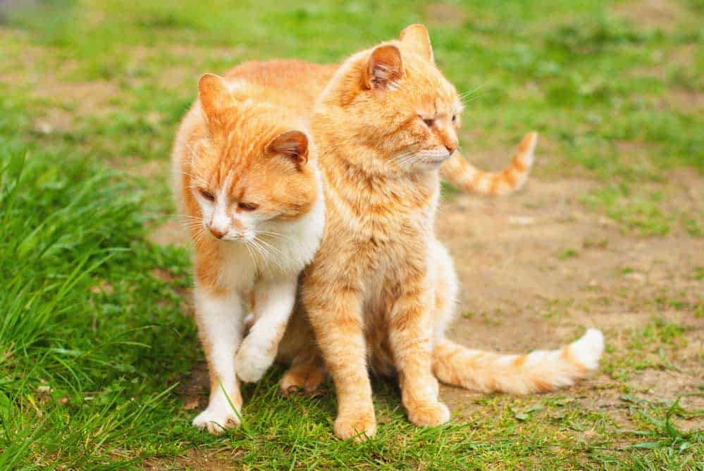 Zwei Katzen, die sich mögen (depositphotos.com)