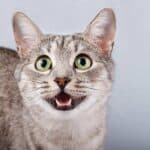 Katze miaut (depositphotos.com)