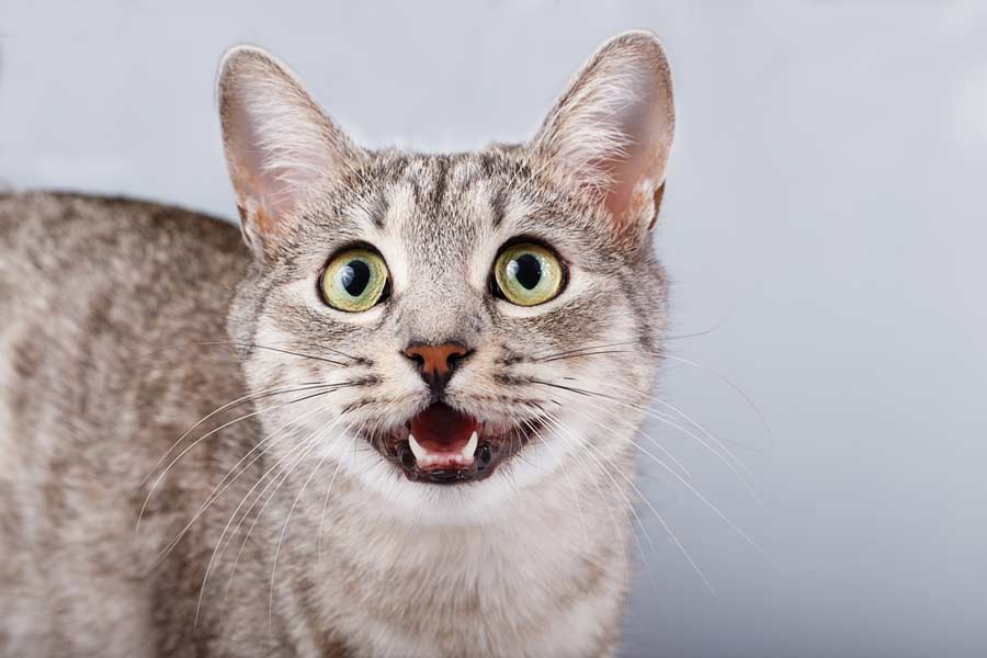 Katze miaut (depositphotos.com)