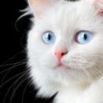 Katze mit blauen Augen (depositphotos.com)