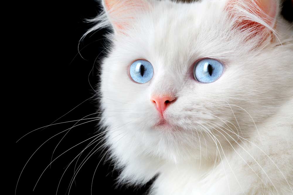 Katze mit blauen Augen (depositphotos.com)