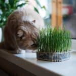 Katzen fressen Gras (depositphotos.com)