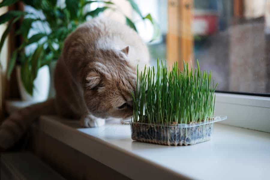 Katzen fressen Gras (depositphotos.com)