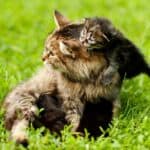 Gesunde Katze mit Kitten depositphotos.com