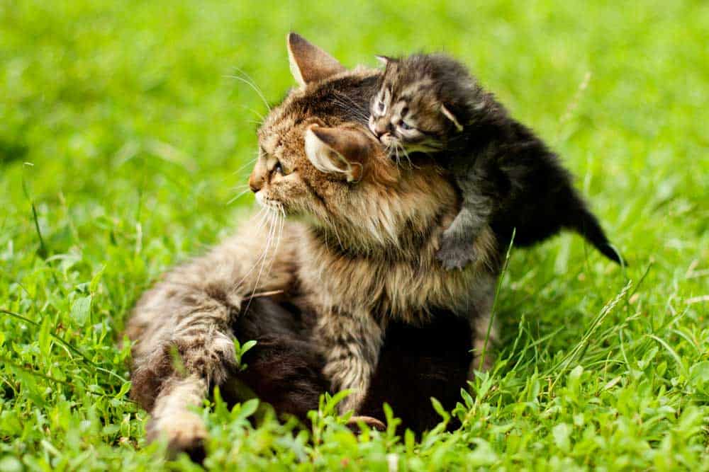 Gesunde Katze mit Kitten depositphotos.com