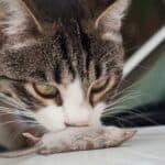 Katze mit Spitzmaus (depositphotos.com)