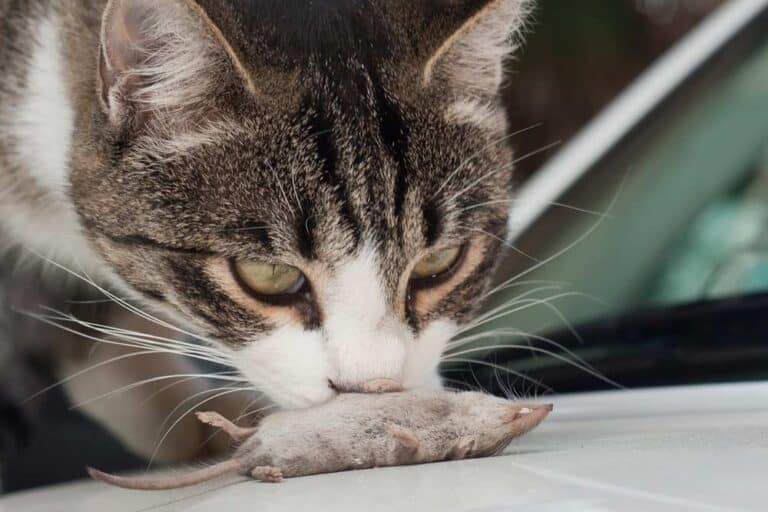 Katze mit Spitzmaus (depositphotos.com)