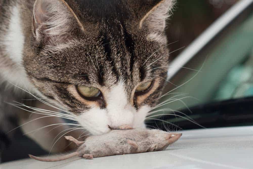 Katze mit Spitzmaus (depositphotos.com)