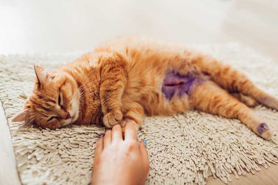 Katze nach der Sterilisation (depositphotos.com)