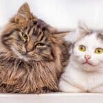 Katzen mit unterschiedlichen Haarlängen (depositphotos.com)