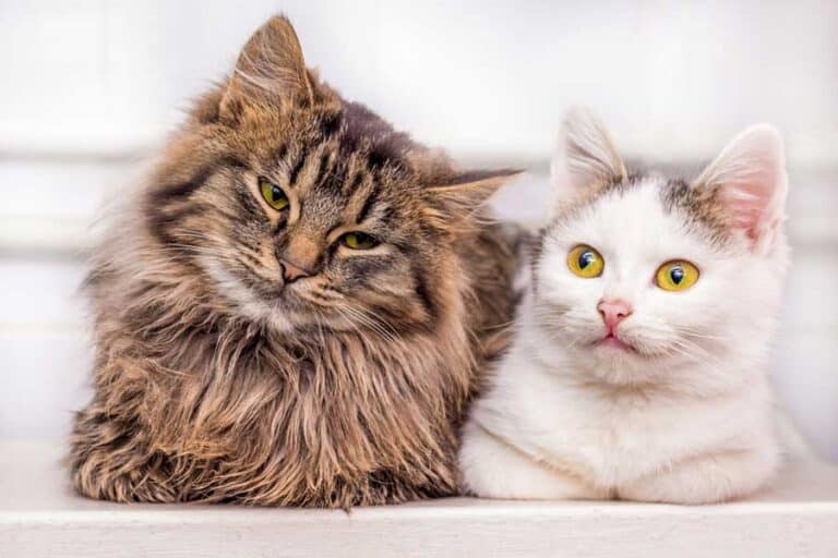 Katzen mit unterschiedlichen Haarlängen (depositphotos.com)