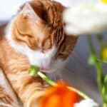 Katze riecht an Blumen (depositphotos.com)
