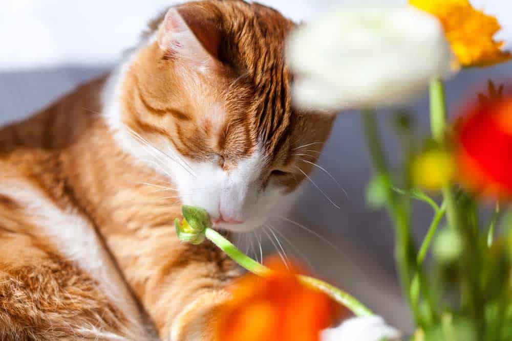 Katze riecht an Blumen (depositphotos.com)
