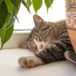 Katze schläft auf Fensterbank (depositphotos.com)