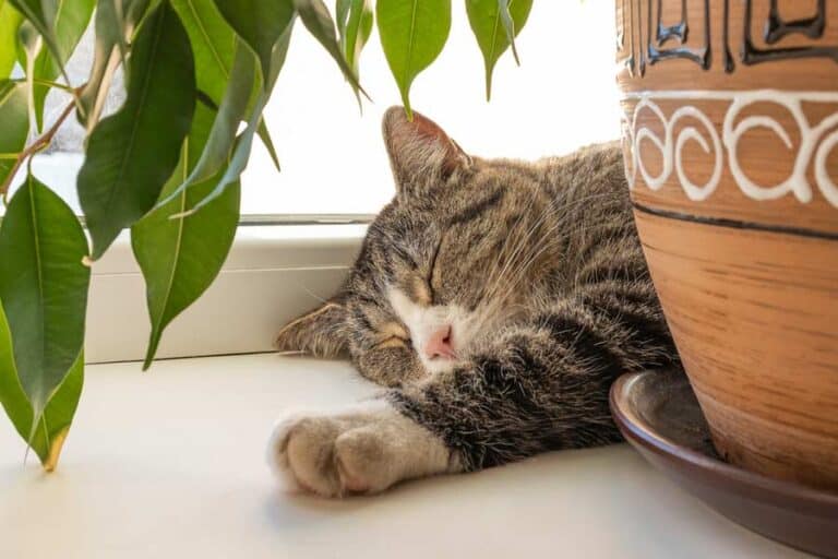 Katze schläft auf Fensterbank (depositphotos.com)